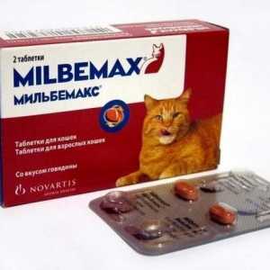 Tretman crijevna glista infekcije: priprema "milbemaks" za mačke