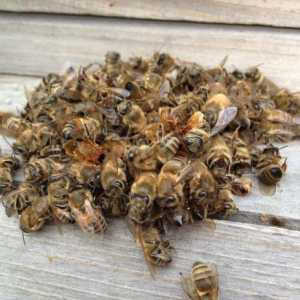 Tretman pčela Podmore: Recepti i opseg