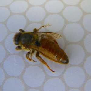 Tretman pčela Podmore broja bolesti
