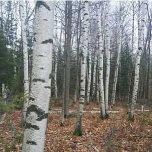Tretman psorijaze breze katrana: recenzije