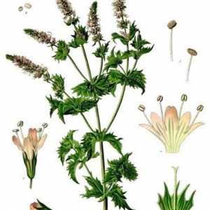 Ljekovitih biljaka m ntha piper ta (peperminta): korist i štetu trava