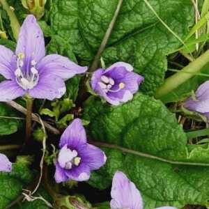 Ljekovito velebilje biljke: Mandrake i Belladonna
