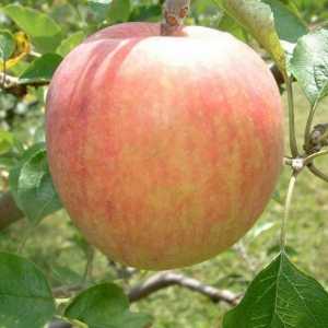 Ljeto jabuke sorte: rano zreli i ne čuvaju već više od dva tjedna