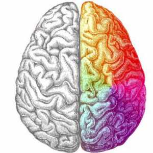 Lijevoj strani mozga je odgovoran za ono što? Kako razviti lijevo mozak?