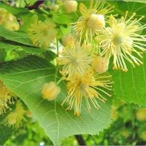 Lime Blossom: korisne osobine i štete