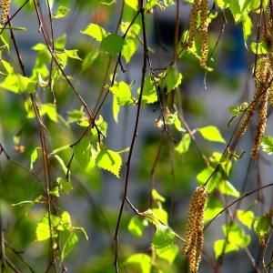 Birch odlazi: ljekovita svojstva, upotreba i kontraindikacije. Kako korisno lišće breze?