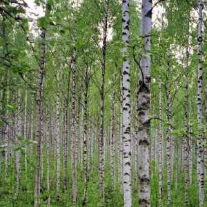 Lišće breze. Korisne osobine i primena