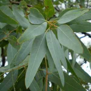 Lišće eukaliptusa: primjena i svojstva