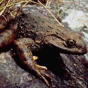 Goliath žaba - tihi gigant na rubu izumiranja