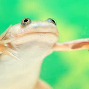 Grebao žaba: uslovima pritvora, reprodukcija, briga