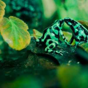 Žaba dart žabe - Dangerous Beauty