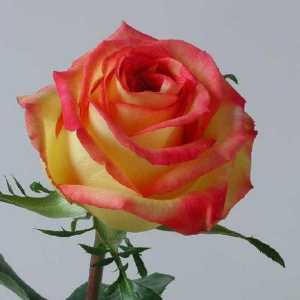 Miljenik mnogih vrtlara - Rose "Ambiance"
