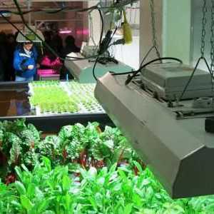 Fluorescentne lampe za biljke: kako odabrati? Utjecaj rasta biljaka fluorescentna lampa