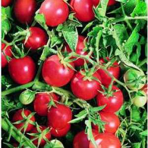 Nosilac paradajz za polikarbonata plastenike