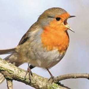 Robin - ptica proljeće