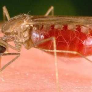 Anopheles komaraca. Kako je to opasno ujeda?