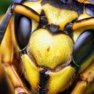 Uterus Hornet: opis, dimenzije. hornets gnijezdo. Ono što je opasno za čovjeka Hornet