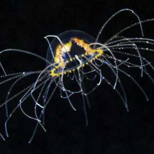 Gonionemus Vertens: opis, fotografije. Šta učiniti ako ujela meduza-Araneus?
