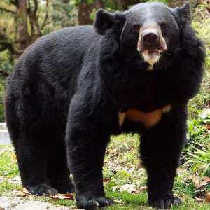 Sloth bear - životinja sa neobičnim izgledom i čudne navike