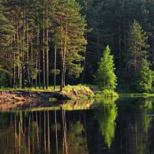 Meshchersky šume: opis, priroda, funkcije i recenzije. Meshchersky ivica: lokacije, prirode i…
