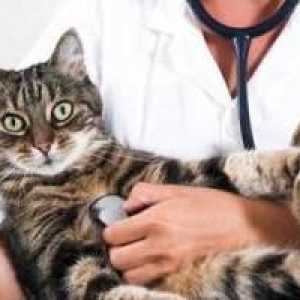 Mikoplazmoze kod mačaka: simptomi i liječenje