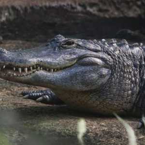 Mississippi aligator: staništa, dijeta, fotografije