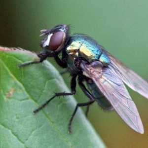 Vrsta muve: opis, larve, životni vijek