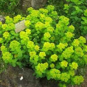 Euphorbia vrt: sorte
