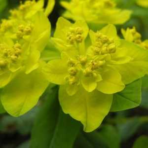 Euphorbia boja - vrt sastav svijetle naglasak