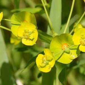 Euphorbia Pallas - biljka poznat kao "čovjek-root"