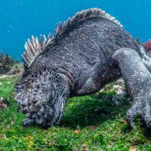 Marine Iguana: fotografija, veličina, navike, zanimljivosti