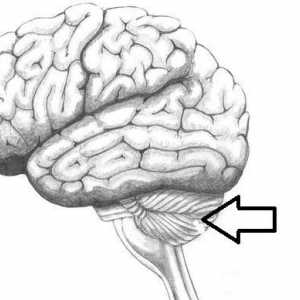 Mozak mali mozak. Struktura i funkcija malog mozga