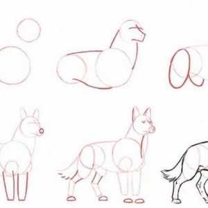 Mi ćemo vam pokazati kako nacrtati vuka u cijelosti i suočavaju se odvojeno