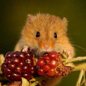 Eurasian poljski miš: fotografija i opis