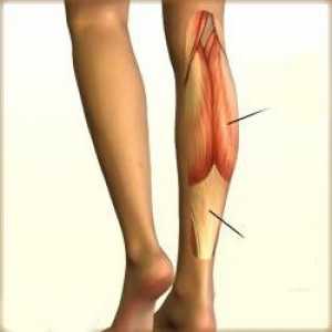 Tele mišiće, njihovu lokaciju, funkciju i strukturu. Prednje i stražnje mišiće nogu grupe