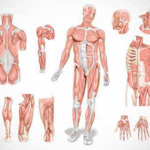 Mišići: vrste mišića, funkcija, svrha