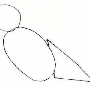 U Primeru naučiti kako nacrtati vrabac olovka faze