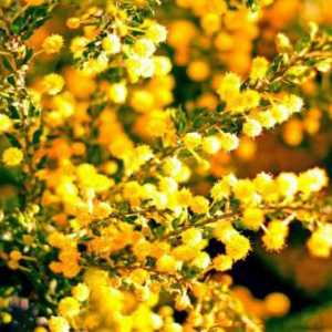 Najtipičniji predstavnik flore Australije - Zlatna bagrem ili mimoza