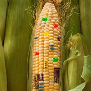 Naše zdravlje: Lista proizvoda koji sadrže GMO