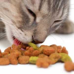 Naša kućni ljubimci, ili kako pravilno hraniti mačke
