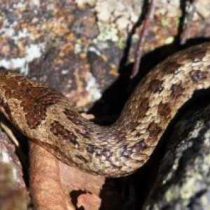 Copperhead zmija koliko je opasan za ljude