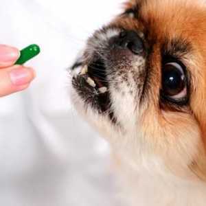 Esencijalne vitamine za pse