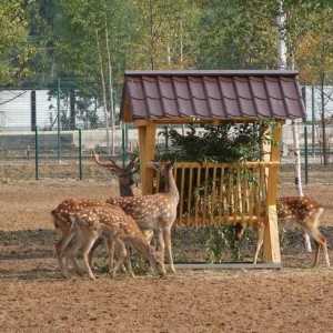 Nekoliko razloga da posjetite Jaroslavlj Zoo