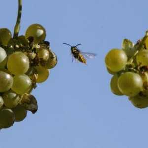 Nekoliko savjeta o tome kako zaštititi grožđe od ose