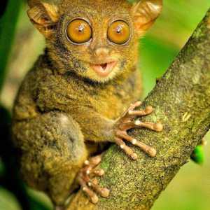 Incredible životinje planeta: Tarsier majmun koji okreće glavu za 180 stepeni