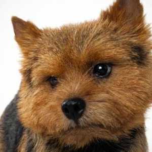 Norwich Terrier: opis pasmina