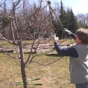 Da li drveće ljeta orezivanje jabuka treba?