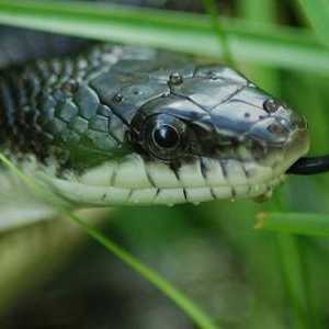Da biste saznali kako napraviti razliku između zmija u poskoka, potrebno je znati sve ljubitelje…