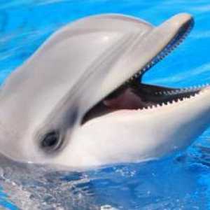 O tome koliko uživo delfina, kao i druge zanimljivosti o ovim životinjama