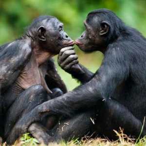 Bonobo majmuni - najpametniji majmun na svijetu